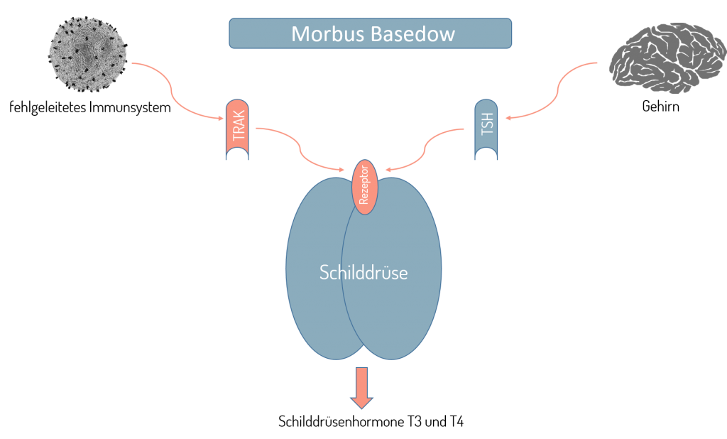 Regulation Morbus Basedow